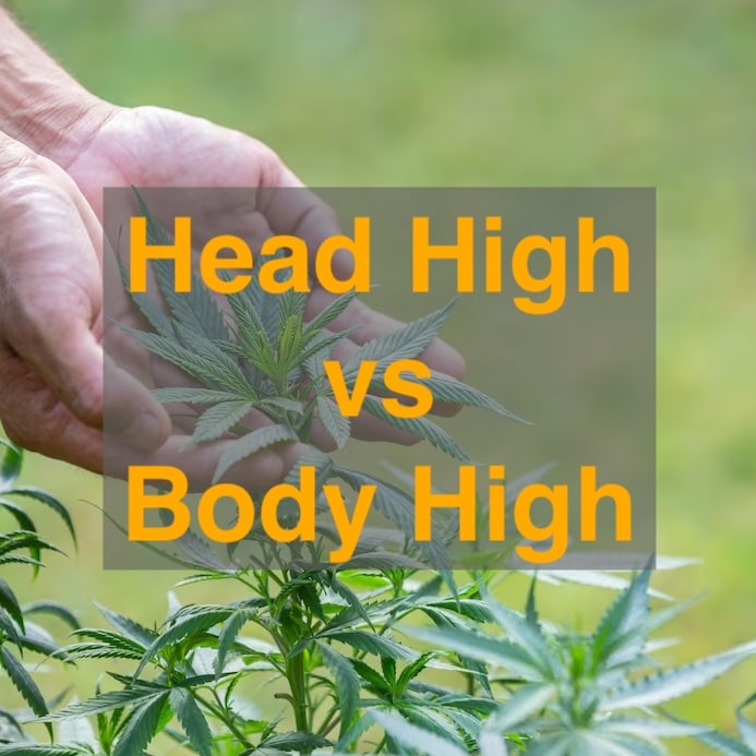 Head vs body high