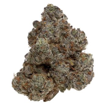 AAAA+ Dark Matter (Kootenay Exotics)