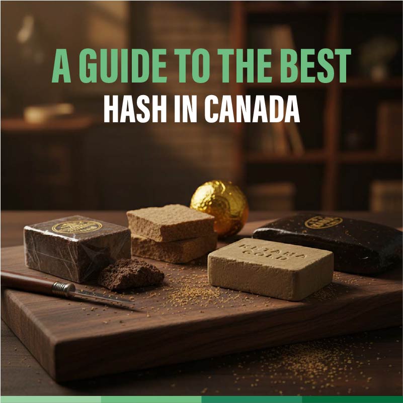 10 Hash populaires à BC Weed Edible